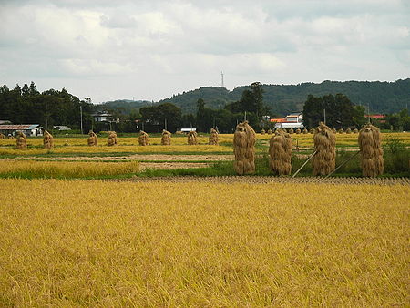 Tập_tin:RicePaddyInAutumnJapan2005-9Japan.jpg