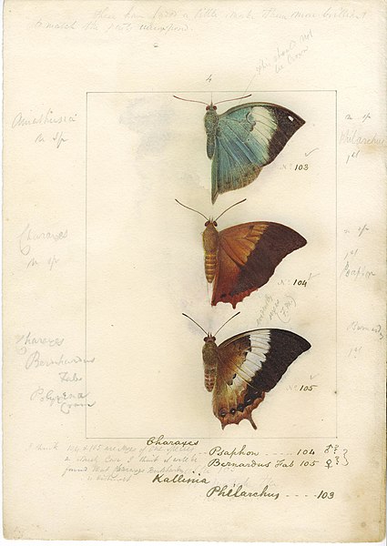 File:Robert Templeton Rhopalocera Ceylon Plate 15.jpg