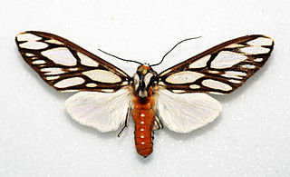 <i>Robinsonia multimaculata</i> Species of moth