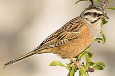 Rock Bunting (Cochem).jpg