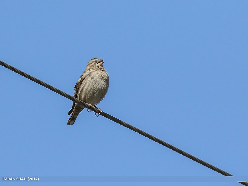 File:Rock Sparrow (Petronia petronia) (34099965795).jpg