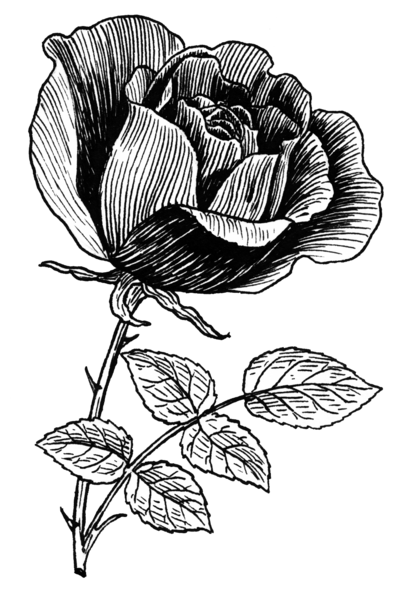 File:Rose Flower (PSF).png