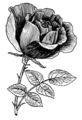 Rose Flower (PSF).png
