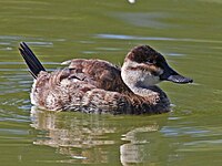 Duck, Ruddy ♀ Oxyura jamaicensis