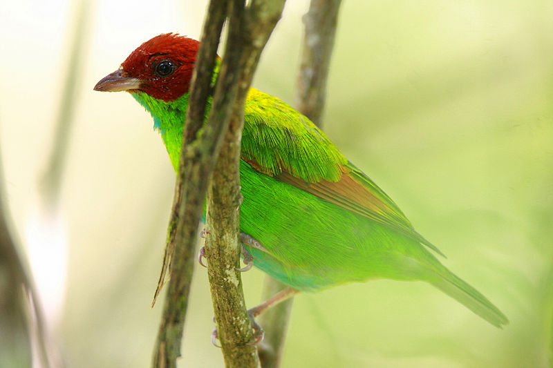 File:Rufous-winged tanager.jpg