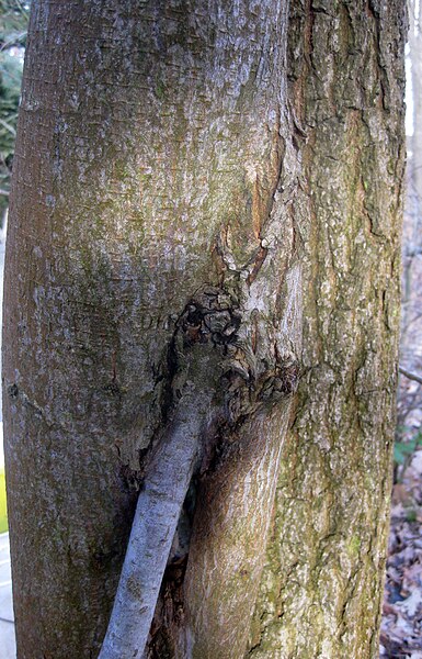 File:Ruhland, Grenzstr., Waldrand hinter Hausnr. 3, Flatterulme mit Eigen-Überwallung neben Stieleiche, 01.jpg