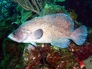 Three-pronged soapfish, underwater shot off Isla de la Juventud (Cuba).