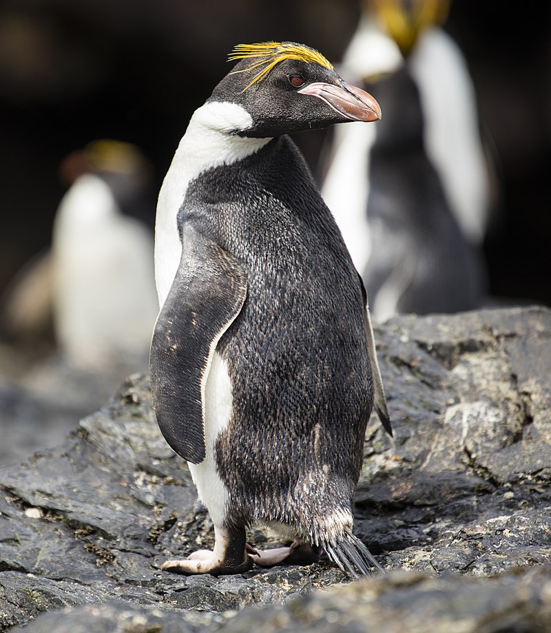 SGI-2016-South Georgia (Cooper Bay)–Macaroni penguin (Eudyptes chrysolophus) 05.jpg