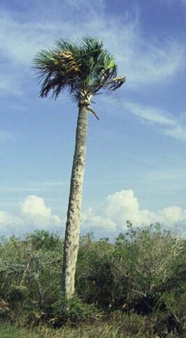 Sabal palmetto