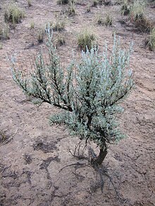 Big Sagebrush (Artemisia tridentata) contains sesquiterpene lactones which are sesquiterpenoids (built from three isoprene units) and contain a lactone ring, hence the name. These compounds are found in many other plants and can cause allergic reactions and toxicity if consumed in excess, particularly in grazing livestock. Sagebrushsjc.jpg