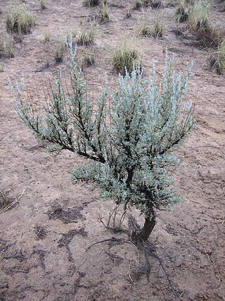 <span class="mw-page-title-main">Sagebrush</span> Index of plants with the same common name