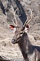 * Nomination Male sambar, head and blood spot, Rusa unicolor, Nagarhole Nat'l Park, Karnataka --Tagooty 00:59, 26 June 2022 (UTC) * Promotion  Support Good quality. --Tournasol7 06:12, 26 June 2022 (UTC)