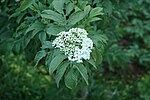 Miniatura para Sambucus palmensis