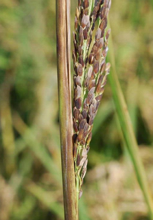 <i>Sarocladium oryzae</i> Species of fungus