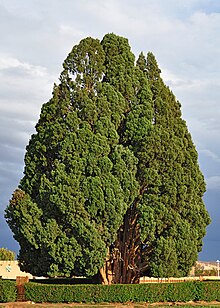 The 4000-8000 year old Cypress of Abarkuh in Abarkuh, is one of the world's oldest living lifeform. Sarv-e Abarkuh (79).jpg