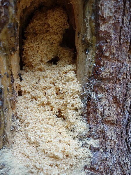 File:Sawdust like shavings from carpenter ants.jpg