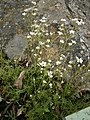 Saxifraga tenella