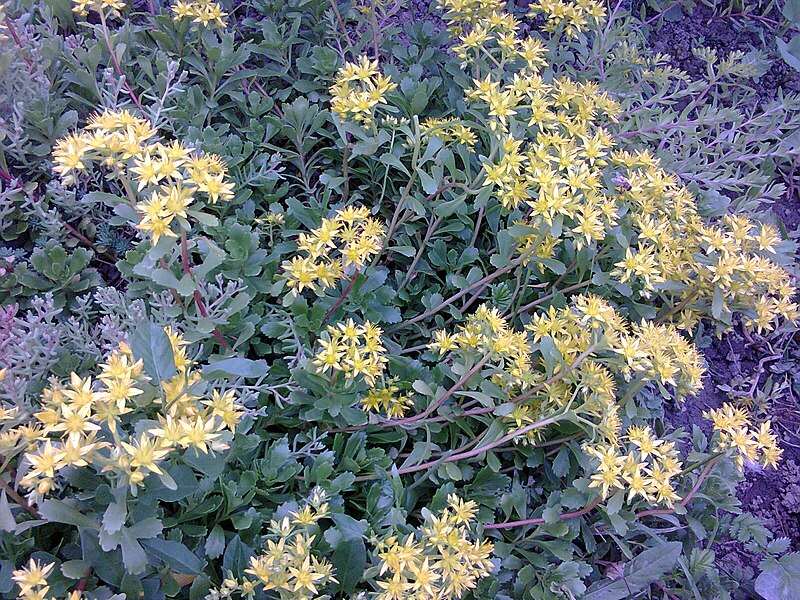 File:Saxifragales - Sedum kamtschaticum - 4.jpg