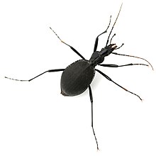 Scaphinotus angusticollis (black form)