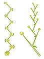 Cyme hélicoïde : inflorescence de type monochasium.