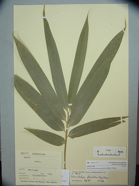 File:Schizostachyum glaucifolium (Rupr.) Munro (AM AK98377).jpg