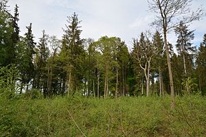 Schleswig-Holstein, Rosdorf, Landschaftschutzgebiet Waldfläche Wulfshorst NIK 6421.jpg