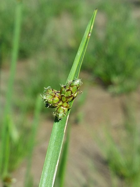 File:Schoenoplectus mucronatus sl36.jpg