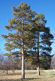 180px-Scots_pine_Morton.jpg