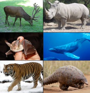 <span class="mw-page-title-main">Scrotifera</span> Clade of mammals