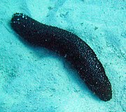 Sea cucumber.jpg