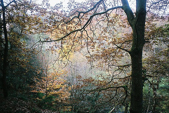 Autumn scene in subtle colours