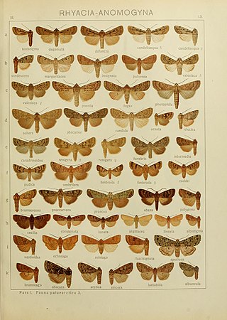 <i>Parexarnis photophila</i> Species of moth
