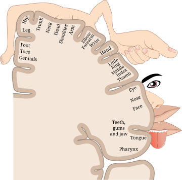 Cortical homunculus