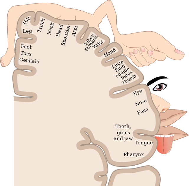 This figure shows 'too many toes sign' in right side. When looking