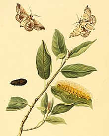 Sepp-Surinaamsche vlinders - pl 136 Platte Apatelodes firmiana (beschnitten) .jpg