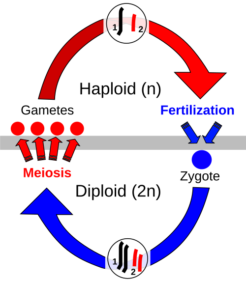 Sexual Reproduction Wikipedia 7482