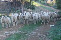 Sheeps near Milna, island of Brač, Croatia