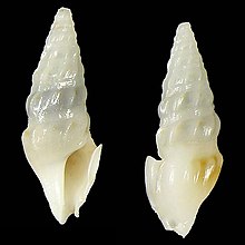 Shell Splendrillia bozzettii.jpg