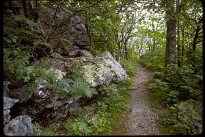 Shenandoah National Park SHEN2221.jpg