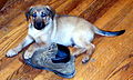 Puppy of mixed breed contemplating a boot.