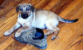 Canine participating in destruction of personal items. Shepador Chewer.JPG