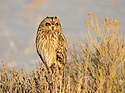 Short-Eared Owl on Seedskadee NWR (23726668236).jpg