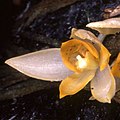 Sievekingia rhonhofiae