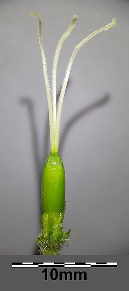 File:Silene noctiflora sl20.jpg