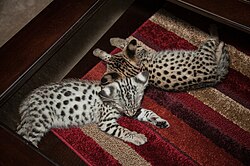 Silver and Gold Color Savannah Kittens.jpg