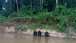 Nationaal park Douala Edéa