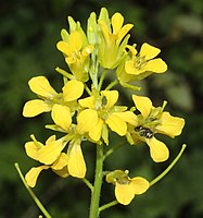 総状花序、黄色の花弁は倒卵形、萼片は広線形