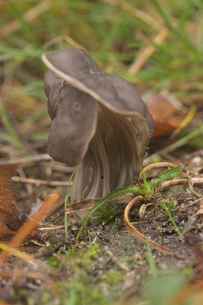 File:Slate Grey Saddle - Helvella lacunosa (26823290669).jpg