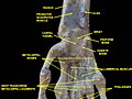 Wrist joint, deep dissection. Anterior palmar view.