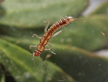 Musim dingin kecil stonefly, Paracapnia angulata (31991564216).jpg